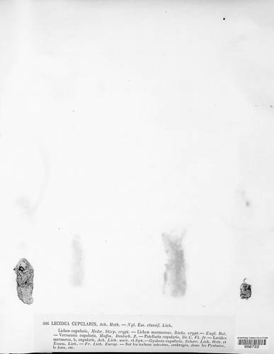 Gyalecta jenensis image